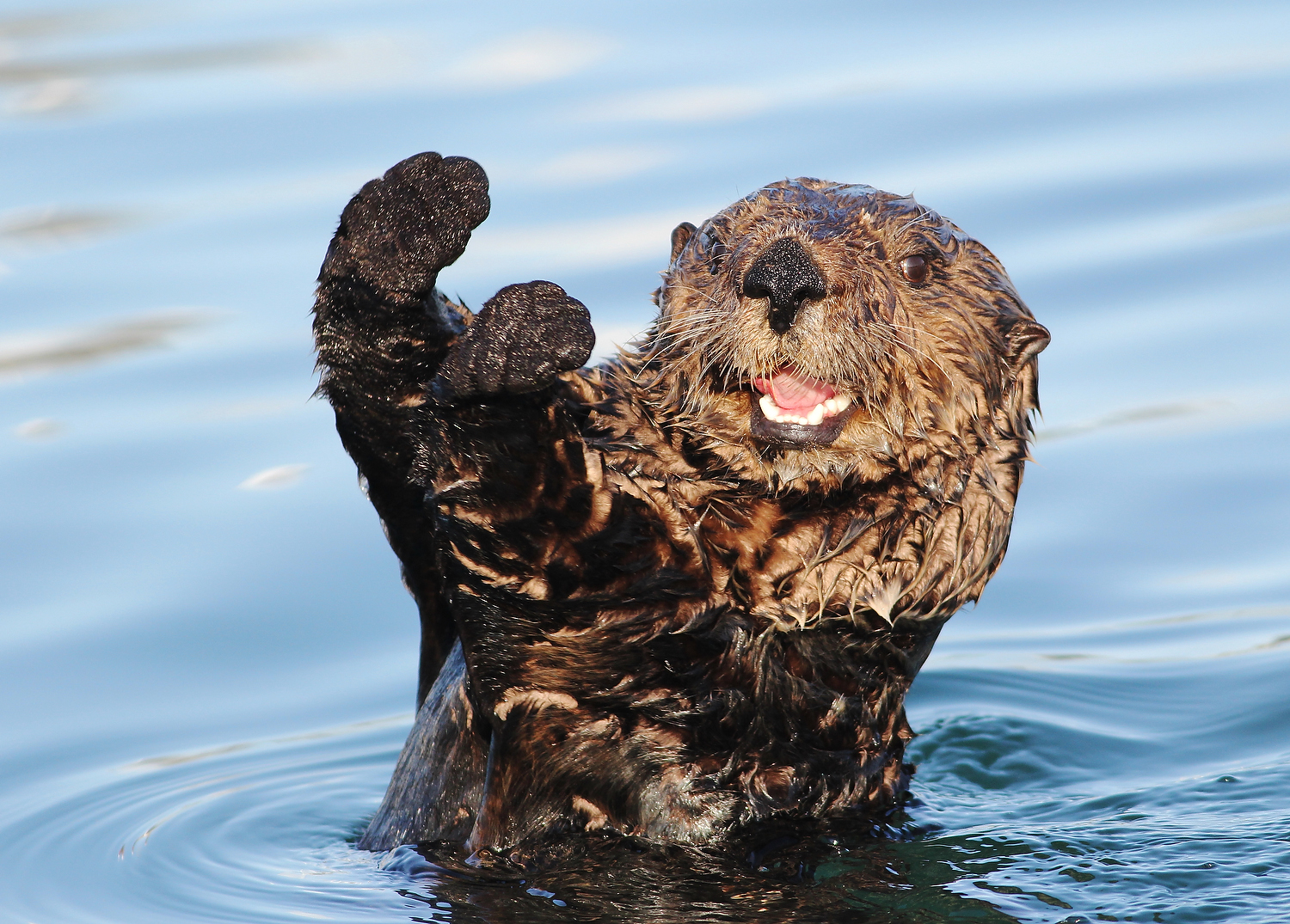 images/Otter2.jpg